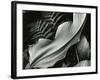 Leafs and Ferns, Hawaii, 1979-Brett Weston-Framed Photographic Print