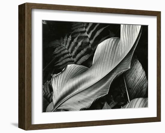 Leafs and Ferns, Hawaii, 1979-Brett Weston-Framed Premium Photographic Print