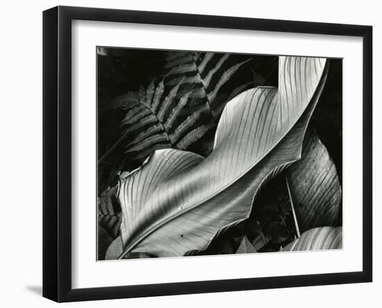 Leafs and Ferns, Hawaii, 1979-Brett Weston-Framed Premium Photographic Print