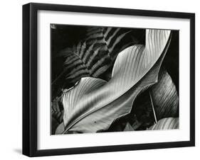 Leafs and Ferns, Hawaii, 1979-Brett Weston-Framed Premium Photographic Print