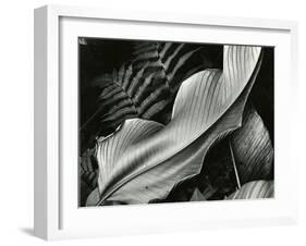 Leafs and Ferns, Hawaii, 1979-Brett Weston-Framed Premium Photographic Print