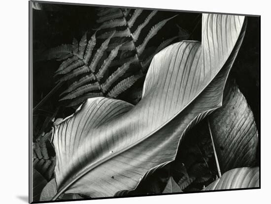 Leafs and Ferns, Hawaii, 1979-Brett Weston-Mounted Premium Photographic Print
