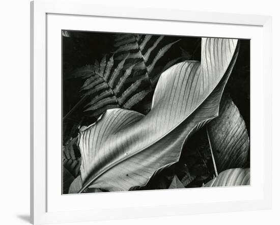 Leafs and Ferns, Hawaii, 1979-Brett Weston-Framed Photographic Print