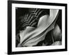 Leafs and Ferns, Hawaii, 1979-Brett Weston-Framed Photographic Print