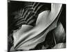 Leafs and Ferns, Hawaii, 1979-Brett Weston-Mounted Photographic Print