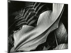 Leafs and Ferns, Hawaii, 1979-Brett Weston-Mounted Photographic Print