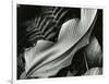 Leafs and Ferns, Hawaii, 1979-Brett Weston-Framed Photographic Print