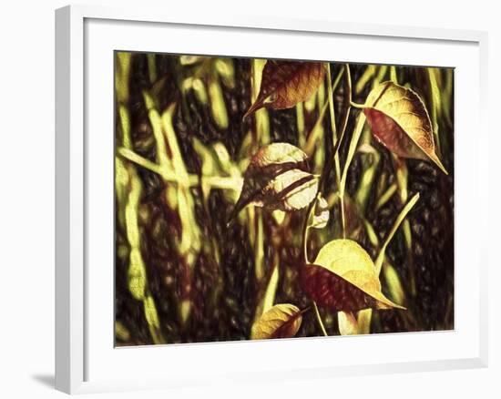 Leafs On Vine Liquid Pencil Drawing-Anthony Paladino-Framed Giclee Print