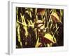 Leafs On Vine Liquid Pencil Drawing-Anthony Paladino-Framed Giclee Print