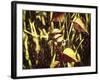 Leafs On Vine Liquid Pencil Drawing-Anthony Paladino-Framed Giclee Print