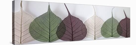 Leafy Address-Assaf Frank-Stretched Canvas