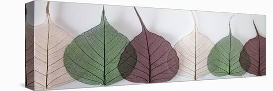 Leafy Address-Assaf Frank-Stretched Canvas