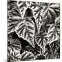 Leafy Collage I-Alan Hausenflock-Mounted Photographic Print