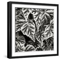 Leafy Collage I-Alan Hausenflock-Framed Photographic Print