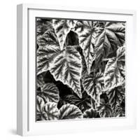 Leafy Collage I-Alan Hausenflock-Framed Photographic Print