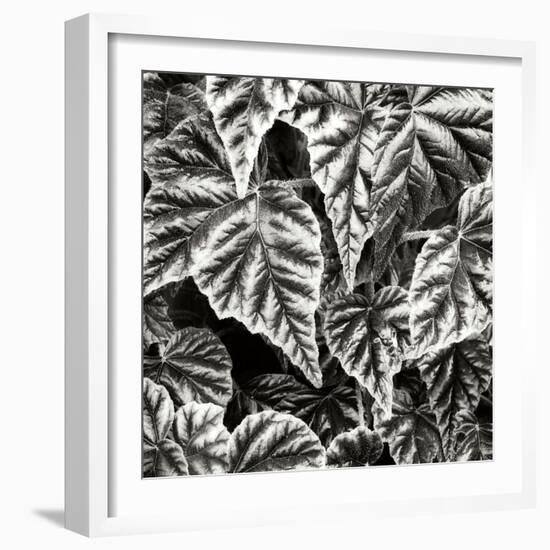 Leafy Collage I-Alan Hausenflock-Framed Photographic Print