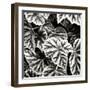 Leafy Collage II-Alan Hausenflock-Framed Photographic Print