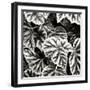 Leafy Collage II-Alan Hausenflock-Framed Photographic Print