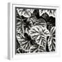 Leafy Collage II-Alan Hausenflock-Framed Photographic Print
