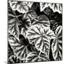 Leafy Collage II-Alan Hausenflock-Mounted Photographic Print