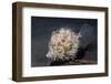 Leafy Filefish-Hal Beral-Framed Photographic Print
