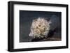 Leafy Filefish-Hal Beral-Framed Photographic Print