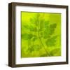 Leafy Green 6-null-Framed Art Print
