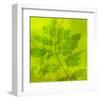 Leafy Green 6-null-Framed Art Print