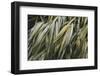 Leafy III-Elizabeth Urquhart-Framed Photographic Print