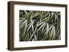 Leafy IV-Elizabeth Urquhart-Framed Photographic Print