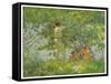 Leafy June, 1909 (Oil on Canvas)-Henry Scott Tuke-Framed Stretched Canvas