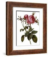 Leafy Rose-Pierre Joseph Redoute-Framed Giclee Print