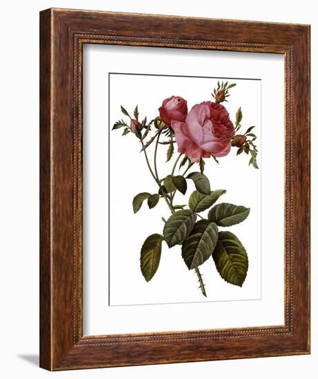 Leafy Rose-Pierre Joseph Redoute-Framed Giclee Print