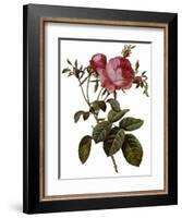 Leafy Rose-Pierre Joseph Redoute-Framed Giclee Print