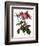 Leafy Rose-Pierre Joseph Redoute-Framed Giclee Print