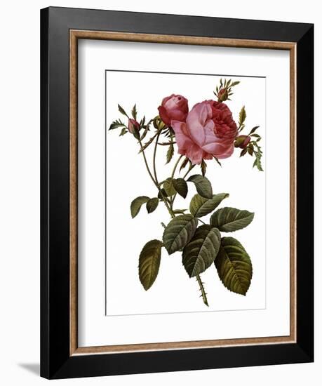 Leafy Rose-Pierre Joseph Redoute-Framed Giclee Print