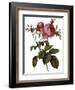 Leafy Rose-Pierre Joseph Redoute-Framed Giclee Print