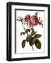 Leafy Rose-Pierre Joseph Redoute-Framed Giclee Print