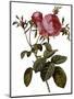 Leafy Rose-Pierre Joseph Redoute-Mounted Giclee Print