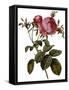 Leafy Rose-Pierre Joseph Redoute-Framed Stretched Canvas