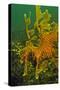 Leafy Sea Dragon-null-Stretched Canvas