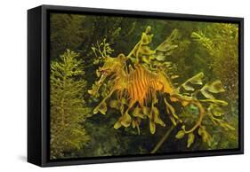 Leafy Sea Dragon-null-Framed Stretched Canvas