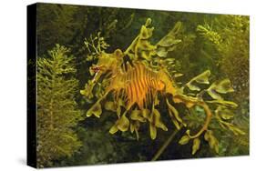 Leafy Sea Dragon-null-Stretched Canvas