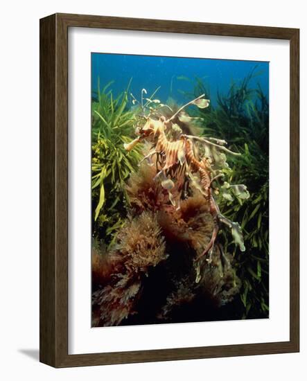 Leafy Sea Dragon-Peter Scoones-Framed Photographic Print