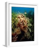 Leafy Sea Dragon-Peter Scoones-Framed Photographic Print