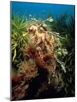 Leafy Sea Dragon-Peter Scoones-Mounted Photographic Print