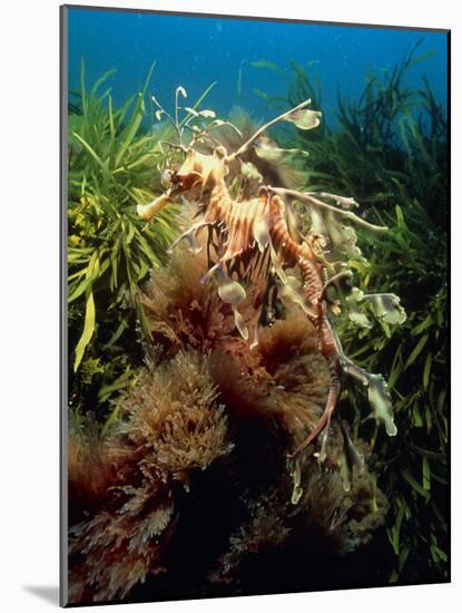 Leafy Sea Dragon-Peter Scoones-Mounted Photographic Print