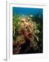 Leafy Sea Dragon-Peter Scoones-Framed Photographic Print