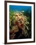 Leafy Sea Dragon-Peter Scoones-Framed Photographic Print