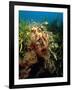 Leafy Sea Dragon-Peter Scoones-Framed Photographic Print